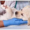 Veterinary Science Innvovation