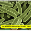Smart Bacteria E.Coli
